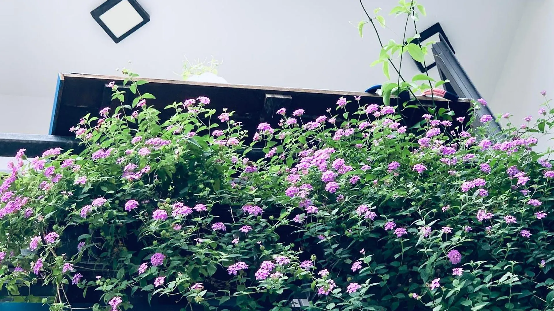 May'S House هوي ان 0*,  فيتنام